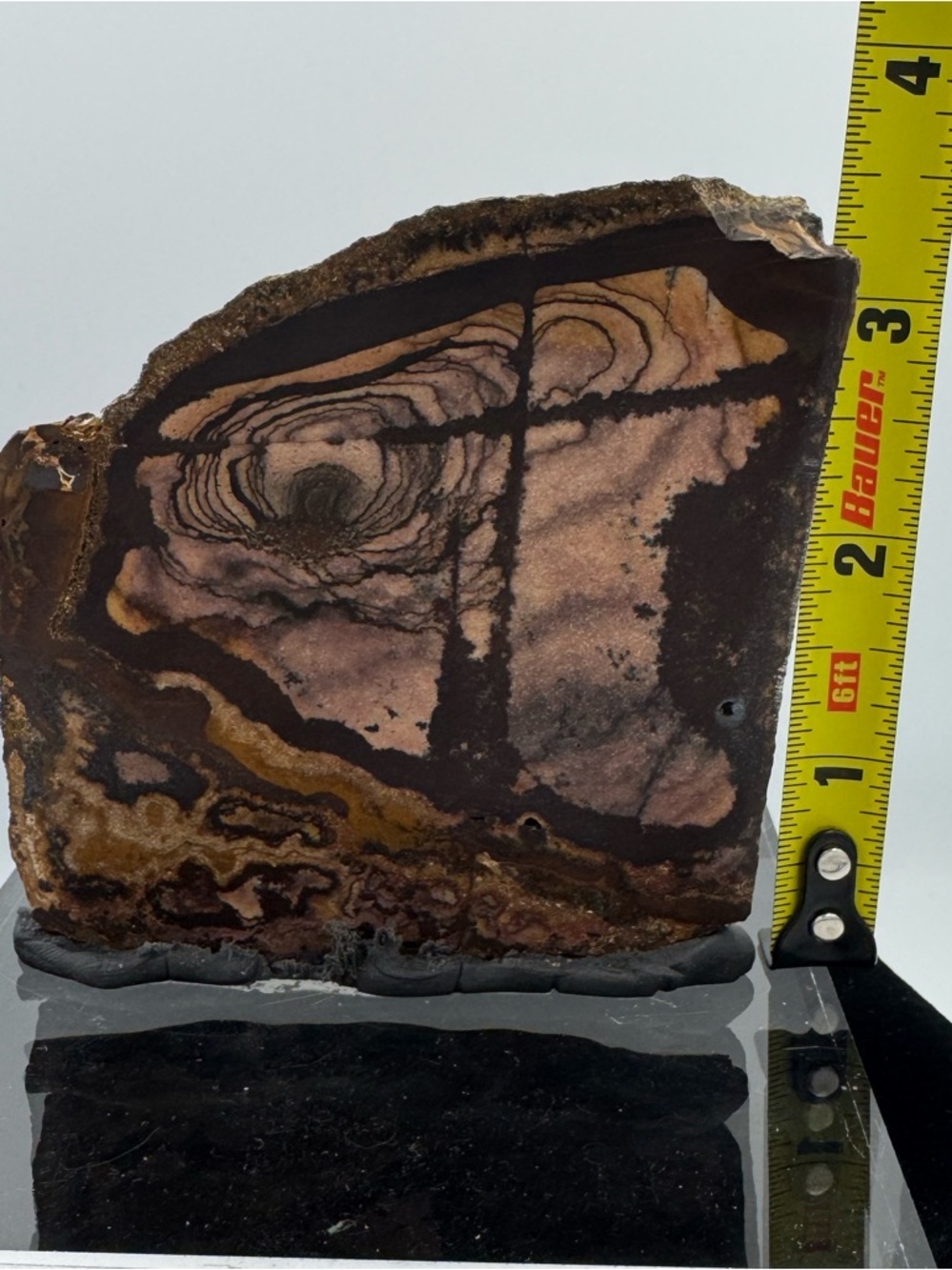 Andromeda Jasper Africa - Picture 4 of 5